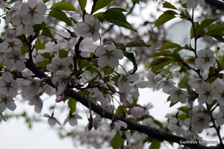 white-pink-cherry-blossoms-japan.jpg