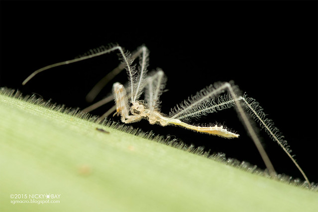 Thread-legged assassin bug (Emesinae) - DSC_4398