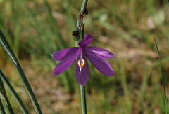 Olsynium douglasii - Grass Widow