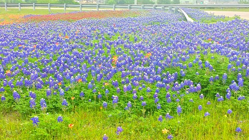flowers nature beauty texas bluebonnets jewett