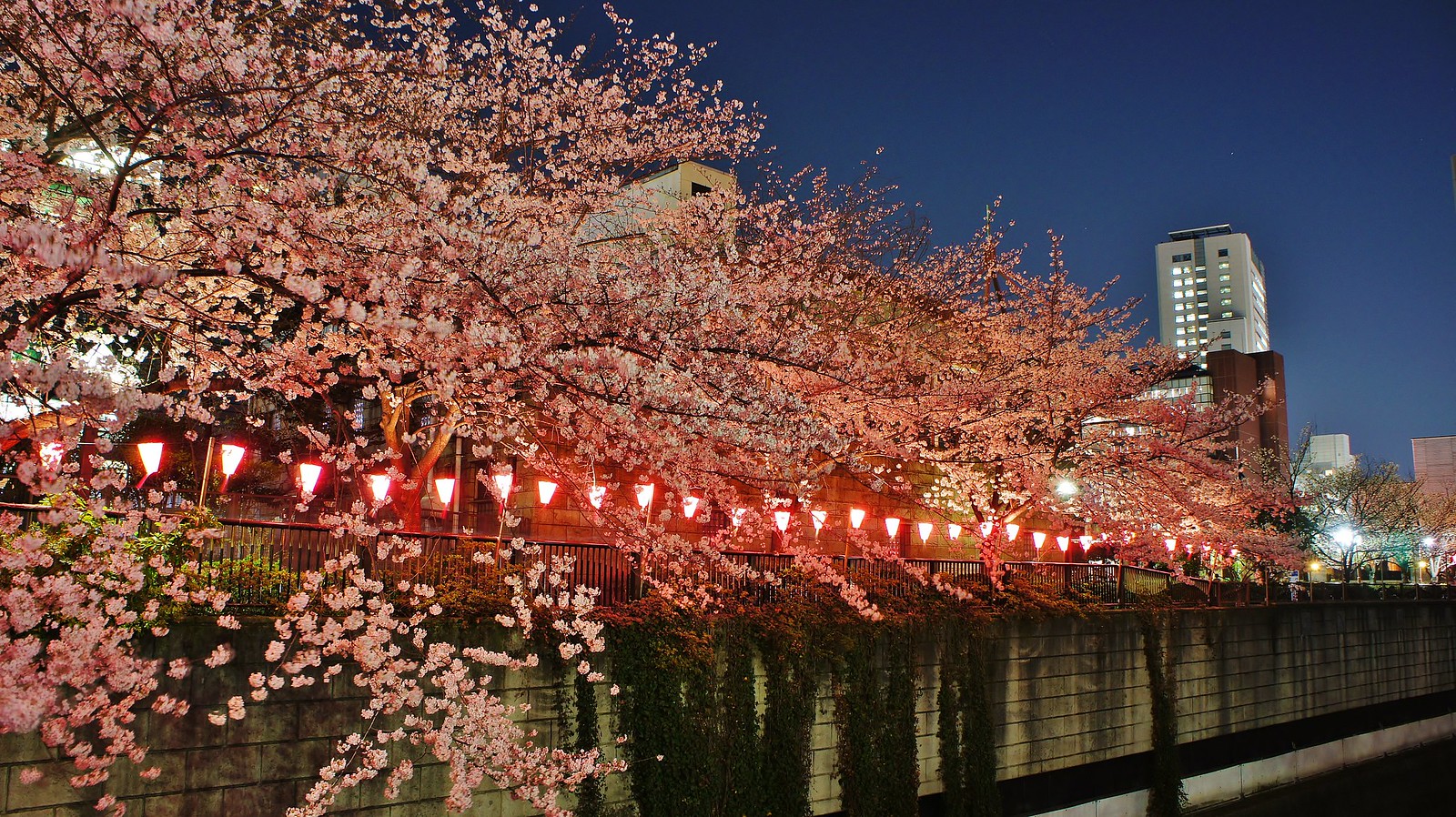 Pink lanterns at Meguro River Cherry blossom illumination 2015