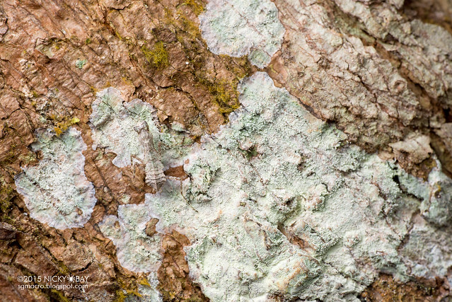 Bark moss mantis nymph (Haania sp.) - DSC_4208