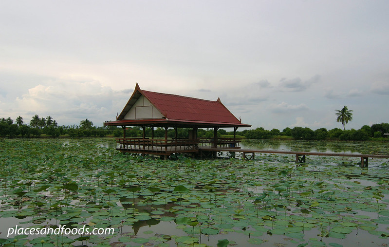 lotus farm Mahasawat River, Nakhon Pathom with hut overview