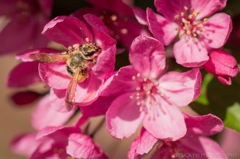 Bee Pollinating Pink Flower Macro Photography