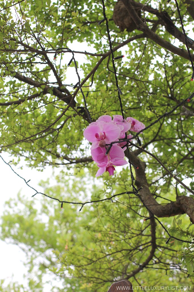 Taipei Zoo orchid on tree