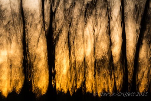 trees sunset england orange sunlight abstract black nature silhouette yellow woodland landscape outside countryside spring artistic country surrey 100mm trunk april impressionist icm whitedown img201504141943274829