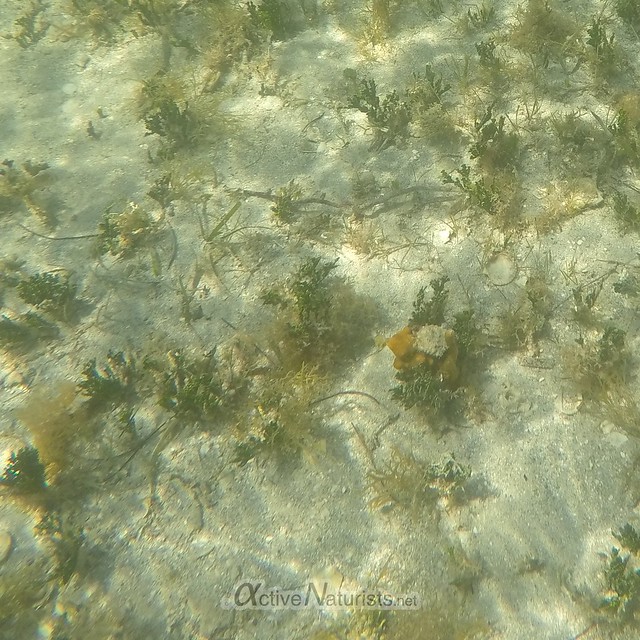 seaweed & corals 0002 Key Biscayne, Miami, Florida, USA