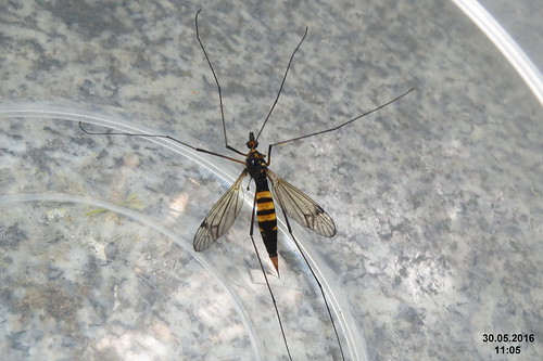 2016 cranefly heathbandedtiger tiplicepolní nephrotomacrocata