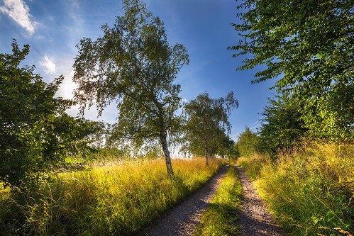 birch road dirt moravian trees tree sunset sunlight summer spring sky season scenic scenery rural plant outdoor nature landscape land idyllic horizon green grass forest field farm evening environment day countryside country cloudy clouds cloud beauty beautiful background agriculture