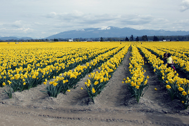 Rows of daffodils