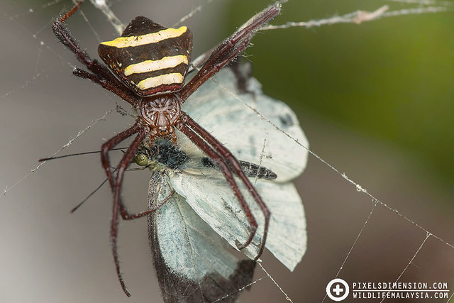 Reinwardt's Argiope Spider with butterfly prey- Argiope reinwardti ♀