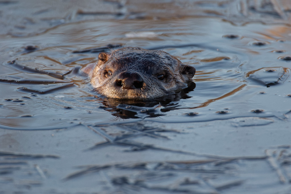 A river otter breaks through the ice so it can take a breath