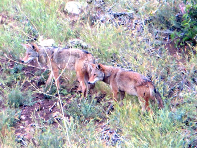 coyote pair