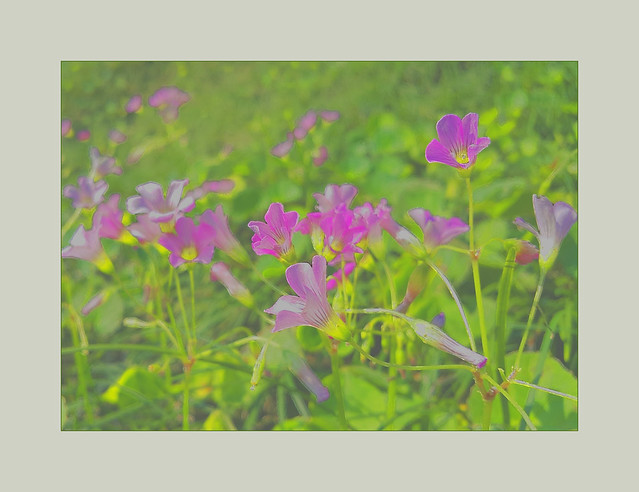 20150329  紫花酢漿草（Oxalis corymbosa）