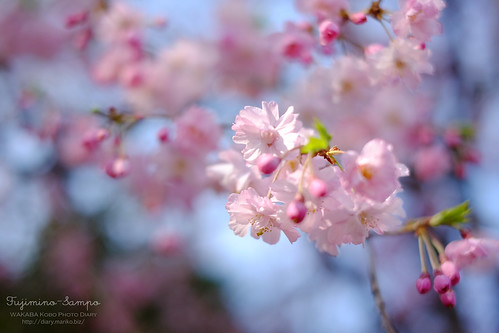 しだれ桜　20150330-DSCF9992