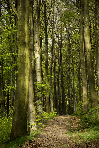 trees woodland landscape path derbyshire peakdistrict chesterfield dappledsunlight cutthorpe linacrereservoirs linacrewood