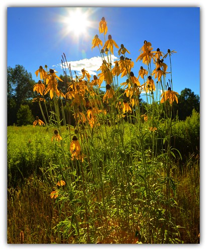 rudbeckiahirta summer sun hot canon canon6d flowers wildflowers colorful color yellow canoneos blackeyedsusans country rural digital langladecounty langladecountywisconsin wisconsin eltonwisconsin bluesky floral geotagged northernwisconsin usa america northamerica 24105l july nature midwest wi natural