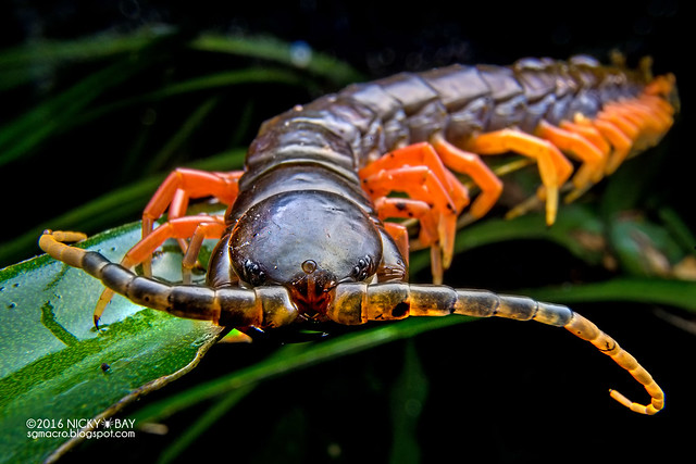 Giant centipede (Scolopendra sp.) - DSC05503x
