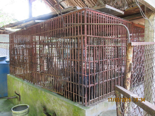 The bear languishing in the cage for 10 years in Vietnam's Ben Tre province 1