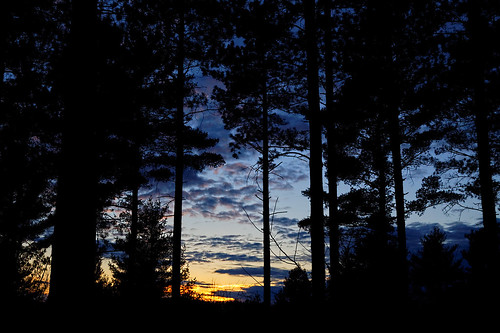 sunset silhouette eveningsky maywood pinetreesilhouette