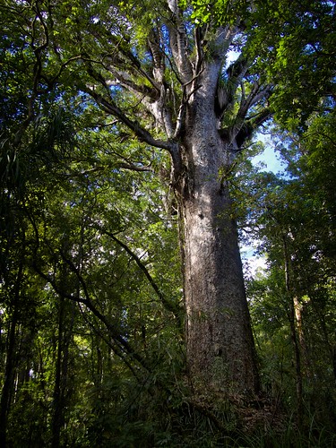 newzealand tree northisland northland kauri kauriforest araucariaceae agathis agathisaustralis ancientforest newzealandkauri waipuaforest