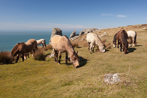 island pony devon april lundy 2015