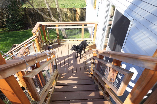 Maggie on the back deck