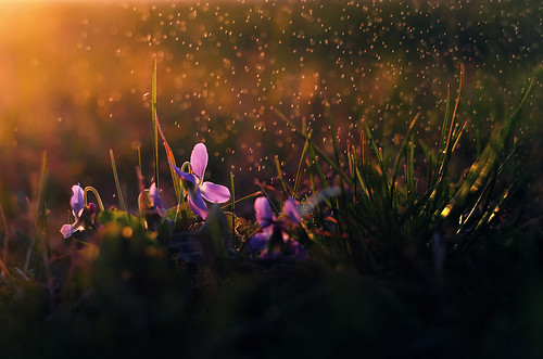 sunset flower water grass rain backlight garden photography drops nikon hungary mood outdoor violet andras pasztor d5100