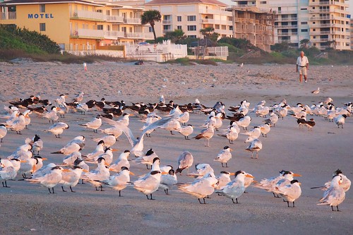 beach birds sunrise dawn surf florida terns indialantic