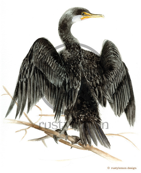 cormorant-scr