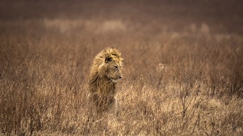tanzania wildlife lion serengeti ngorongorocrater arusha raghujana aarjayphotography