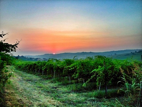 morning sky italy nature sunrise vineyards lombardia lombardy oltrepo