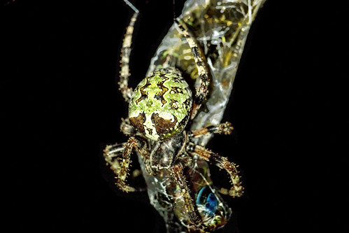 spiderweb spider closeup night colorful spooky creepy canon eos 6d ef200mmf28lusm macro arachnid exploring explorer