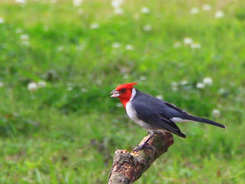 IMG_8790 紅冠蠟嘴雀 Red-crested Cardinal