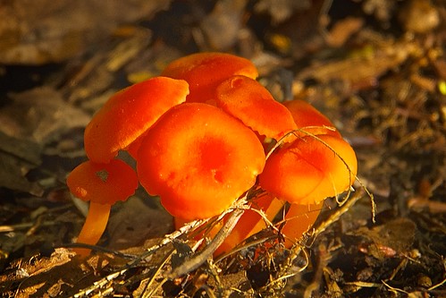 mushrooms fungi orangemushrooms upofmichigan johnhenrygremmer mernomineecounty cedarvilletownship cedarriverroad pentax18135mmlens