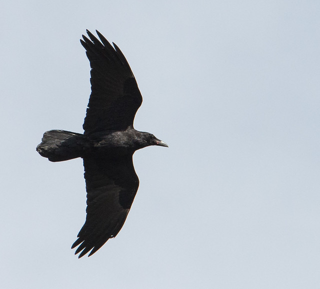Raven Flying Overhead