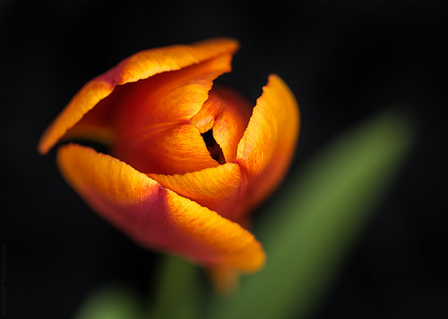 Orange tulip // 13 04 15