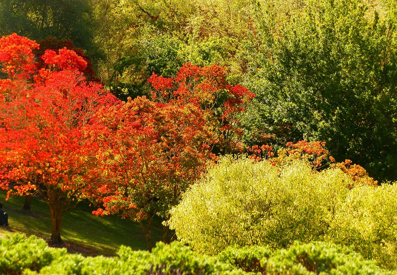 Autumn Colours at Mt Lofty