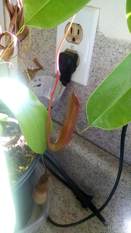 Nepenthes ×ventrata.