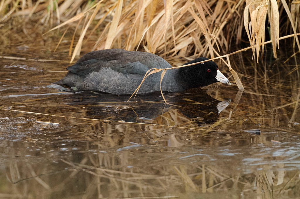 An American coot ducks under a plant stem as it swims next to ice