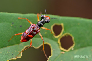 Tiger beetle (Therates erinnys) - DSC_5202