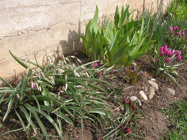 Tulips bed