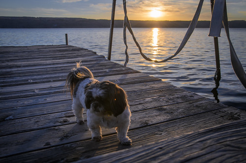 wood sunset dog lake newyork water puppy spring dock waves shihtzu hector fingerlakes planks senecalake