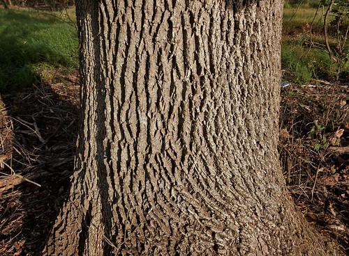 green ash fraxinus pennsylvanica wisconsin wetland tree
