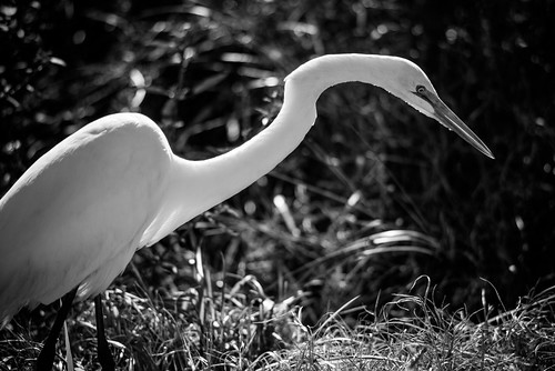 blackandwhite bw bird animal louisiana unitedstates cameron wetlands greategret canonfd200mmf28