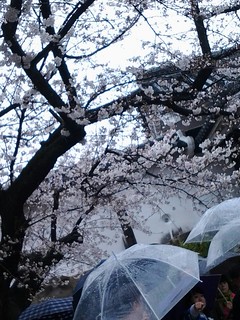 9572大板城的櫻花