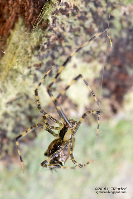 Pirate spider (Mimetidae) - DSC_5206