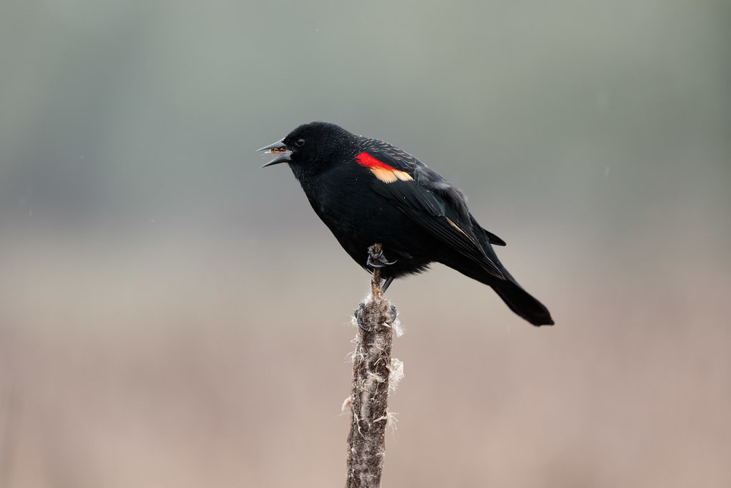 A male red-winged blackbird pins an insect to the roof of its mouth with its tongue