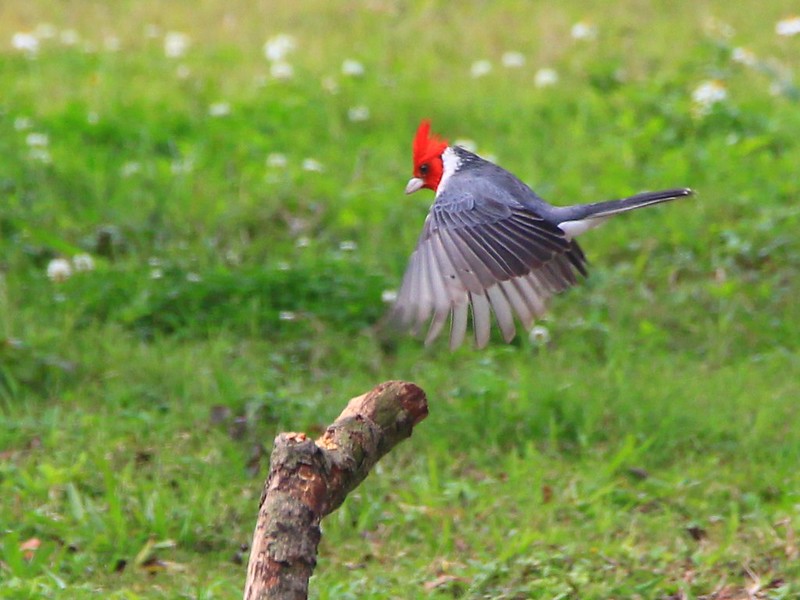 IMG_8782 紅冠蠟嘴雀 Red-crested Cardinal