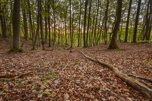 leaves forest sunrise log sweden beech kungälv bokskog canon6d kärna